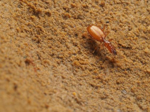 Aphaenops soussieuxi